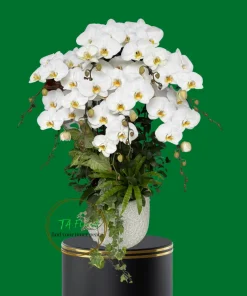 chậu lan hồ điệp trắng 9 cành