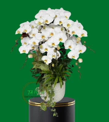 chậu lan hồ điệp trắng 9 cành
