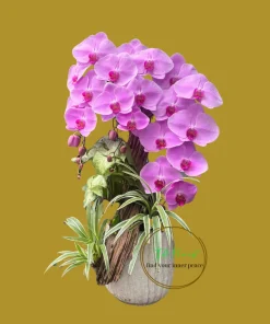 chậu lan hồ điệp hồng công chúa 3 cành