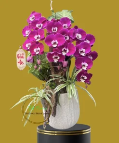 chậu lan hồ điệp đỏ ngọc trai 3 cành