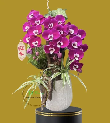 chậu lan hồ điệp đỏ ngọc trai 3 cành