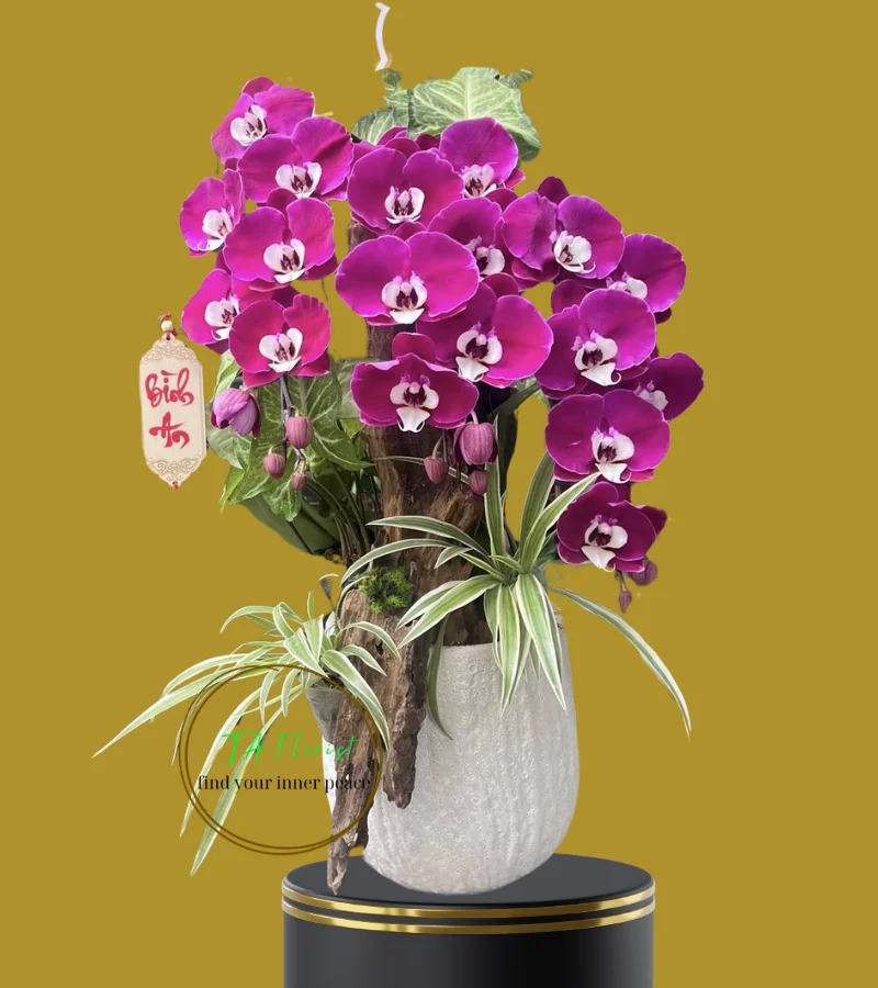 chậu lan hồ điệp đỏ ngọc trai 3 cành chậu lan hồ điệp đỏ ngọc trai 3 cành