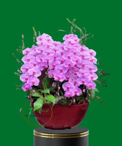 chậu lan hồ điệp hồng công chúa cao cấp