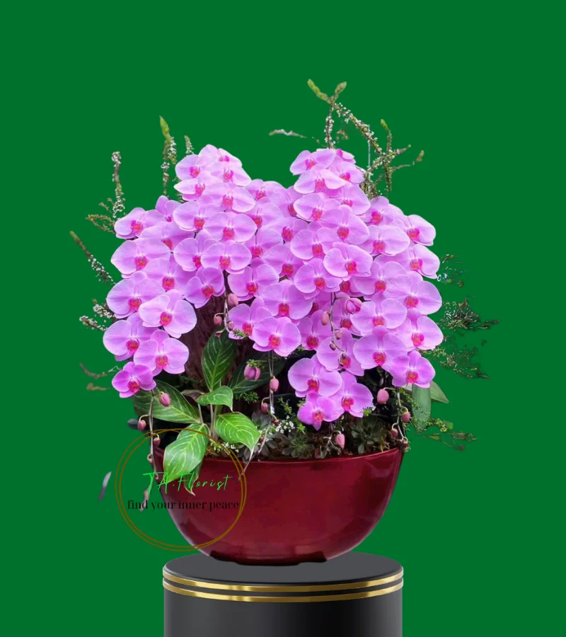 chậu lan hồ điệp hồng công chúa cao cấp chậu lan hồ điệp hồng công chúa cao cấp