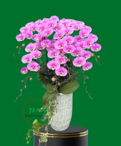 mẫu lan hồ điệp hồng ana