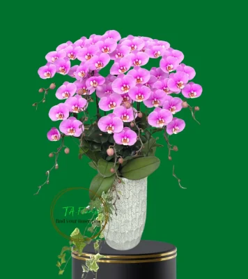 mẫu lan hồ điệp hồng ana