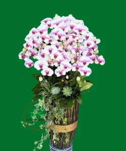 chậu lan hồ điệp màu song hỷ trắng hồng ý nghĩa