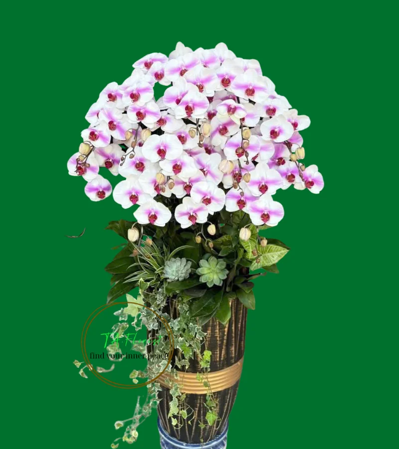 chậu lan hồ điệp màu song hỷ trắng hồng ý nghĩa chậu lan hồ điệp màu song hỷ trắng hồng ý nghĩa