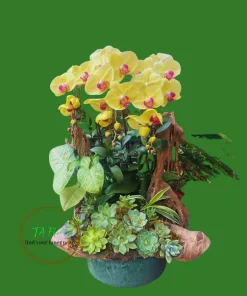 thuyền lan hồ điệp sen đá màu vàng