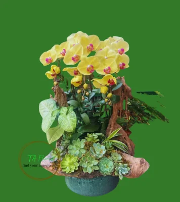 thuyền lan hồ điệp sen đá màu vàng