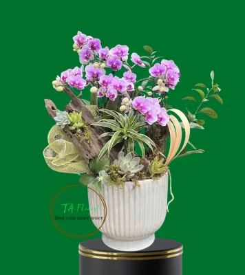 lan tiểu hồ điệp và lũa sen đá