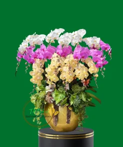 chậu lan hồ điệp cao cấp mix nhiều màu
