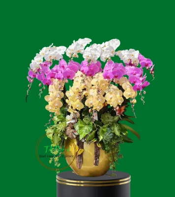 chậu lan hồ điệp cao cấp mix nhiều màu