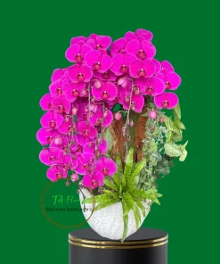 chậu lan hồ điệp màu đỏ ớt cao