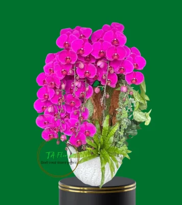 chậu lan hồ điệp màu đỏ ớt cao