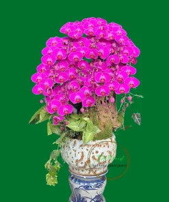 chậu lan hồ điệp màu đỏ