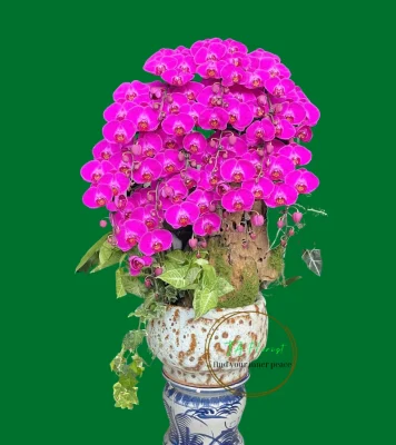 chậu lan hồ điệp màu đỏ