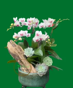 tiểu hồ điệp đơn giản