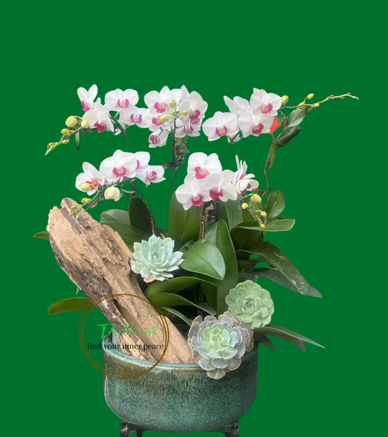 tiểu hồ điệp đơn giản tiểu hồ điệp đơn giản