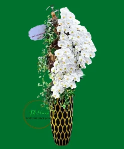 chậu lan hồ điệp trắng composite dáng cao