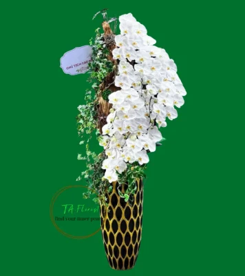 chậu lan hồ điệp trắng composite dáng cao