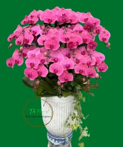 chậu lan hồ điệp dáng cao