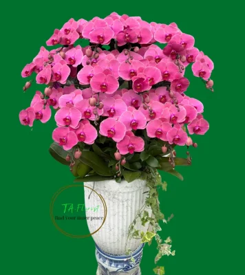 chậu lan hồ điệp dáng cao