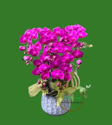 chậu lan hồ điệp trang trí cơ bản