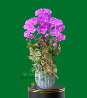 lũa lan hồ điệp màu bản đồ