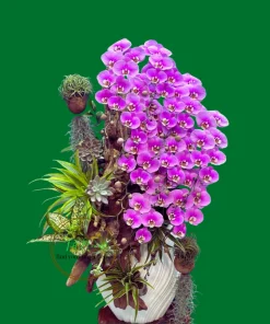 lũa lan hồ điệp màu hồng ana