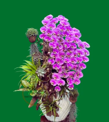 lũa lan hồ điệp màu hồng ana