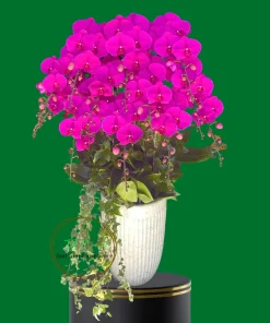 chậu lan hồ điệp màu đỏ ớt cao cấp Hà Đông