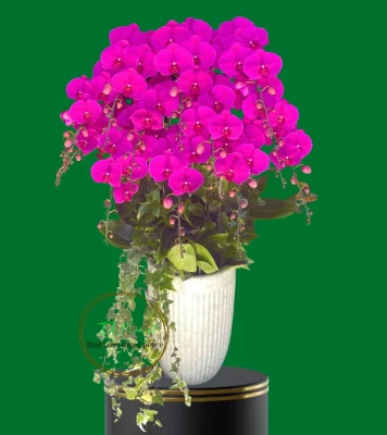 chậu lan hồ điệp màu đỏ ớt cao cấp Hà Đông