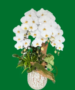 chậu lan hồ điệp lũa 5 cành màu trắng