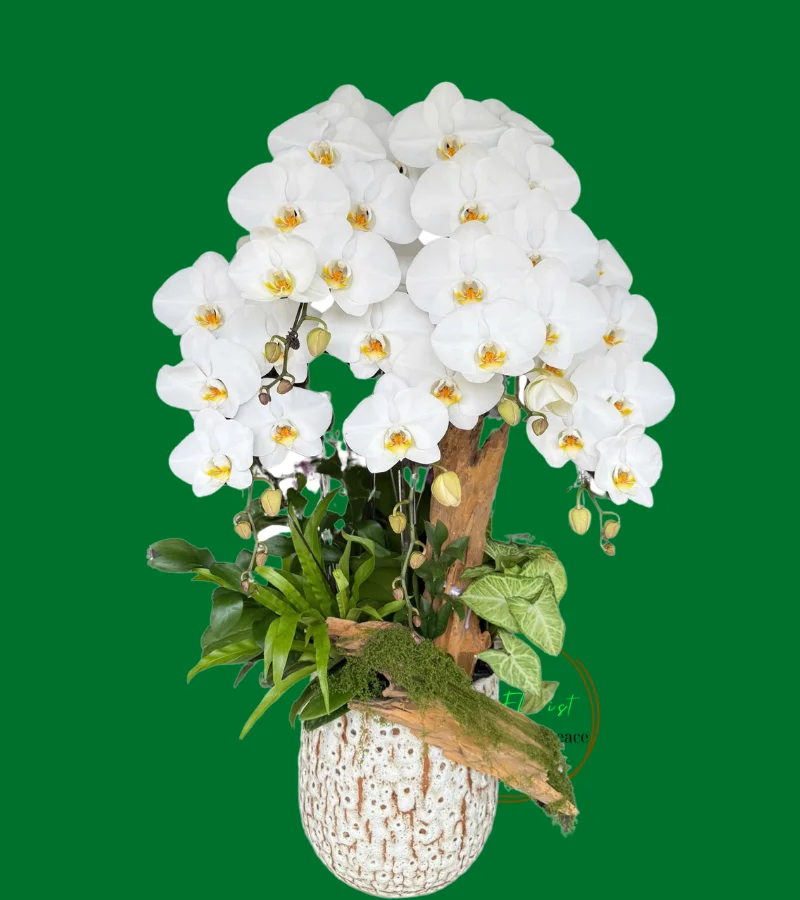 chậu lan hồ điệp lũa 5 cành màu trắng chậu lan hồ điệp lũa 5 cành màu trắng