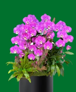 chậu lan hồ điệp ghép lũa màu tím