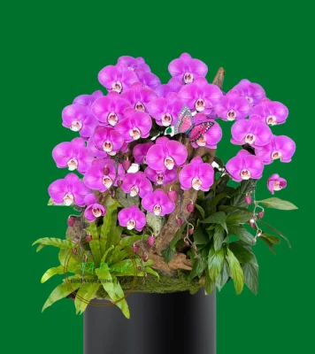 chậu lan hồ điệp ghép lũa màu tím