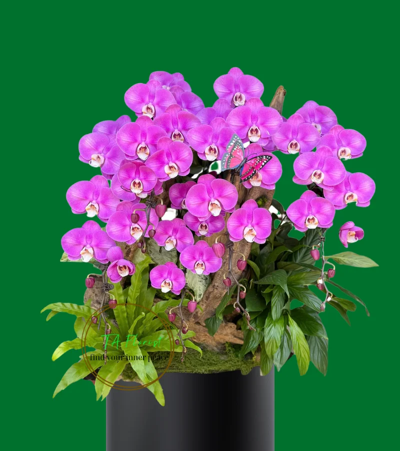 chậu lan hồ điệp ghép lũa màu tím chậu lan hồ điệp ghép lũa màu tím