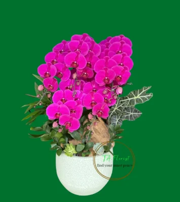 chậu lan hồ điệp ghép lũa màu đỏ ớt