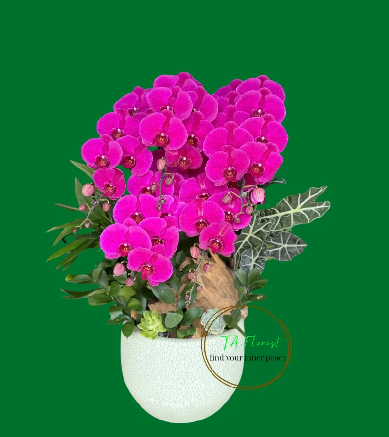 chậu lan hồ điệp ghép lũa màu đỏ ớt chậu lan hồ điệp ghép lũa màu đỏ ớt