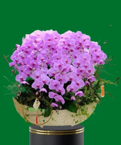 thuyền lan hồ điệp khảm trai