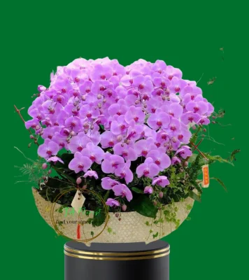 thuyền lan hồ điệp khảm trai