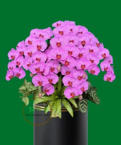 chậu lan hồ điệp trang trí tiểu cảnh màu tím