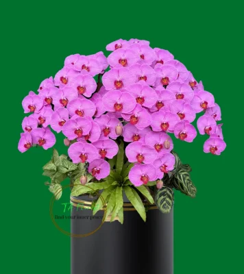 chậu lan hồ điệp trang trí tiểu cảnh màu tím