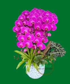 chậu lan hồ điệp trang trí tiểu cảnh màu tím