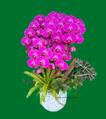 chậu lan hồ điệp trang trí tiểu cảnh màu tím