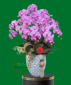 chậu lan hồ điệp hồng dáng cơ bản