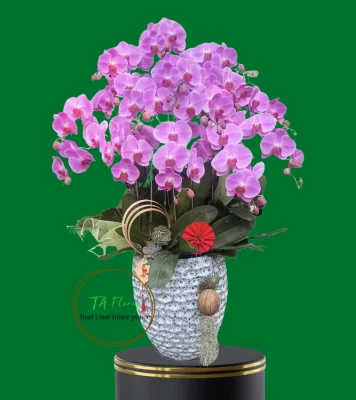 chậu lan hồ điệp hồng dáng cơ bản