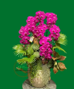 chậu lan hồ điệp đỏ tiểu cảnh