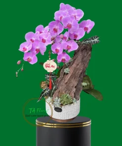 lũa lan hồ điệp hồng tại Hà Nội giao ngay